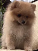 Appa, a male Pomeranian for sale in Moreno Valley, CA – Photo 5 of 10