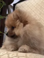 Appa, a male Pomeranian for sale in Moreno Valley, CA – Photo 8 of 10