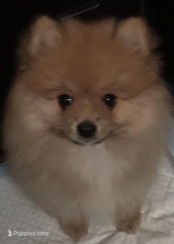 Appa, a male Pomeranian for sale in Moreno Valley, CA – Photo 1 of 10