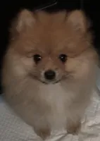 Appa, a male Pomeranian for sale in Moreno Valley, CA – Photo 1 of 10