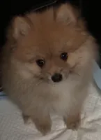 Appa, a male Pomeranian for sale in Moreno Valley, CA – Photo 2 of 10