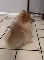 Appa, a male Pomeranian for sale in Moreno Valley, CA – Photo 9 of 10