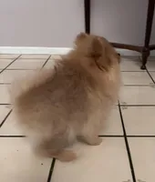 Appa, a male Pomeranian for sale in Moreno Valley, CA – Photo 6 of 10