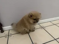 Sock, a male Pomeranian for sale in Moreno Valley, CA – 5 of 9