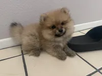 Sock, a male Pomeranian for sale in Moreno Valley, CA – 2 of 9