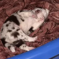 Attacker , a male Australian Shepherd for sale in Killeen, TX – 3 of 6
