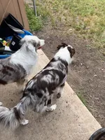 Attacker , a male Australian Shepherd for sale in Killeen, TX – 5 of 6