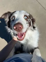 Attacker , a male Australian Shepherd for sale in Killeen, TX – 6 of 6
