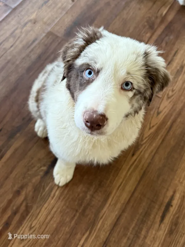 Attacker  – Australian Shepherd puppy for sale in Killeen, TX
