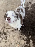 Attacker , a male Australian Shepherd for sale in Killeen, TX – 2 of 6