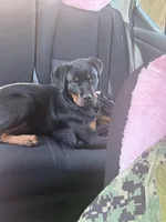 Peter (Petey), a male Rottweiler for sale in Norfolk, VA – Photo 4 of 5