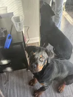 Peter (Petey), a male Rottweiler for sale in Norfolk, VA – Photo 5 of 5