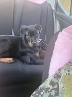 Peter (Petey), a male Rottweiler for sale in Norfolk, VA – Photo 3 of 5