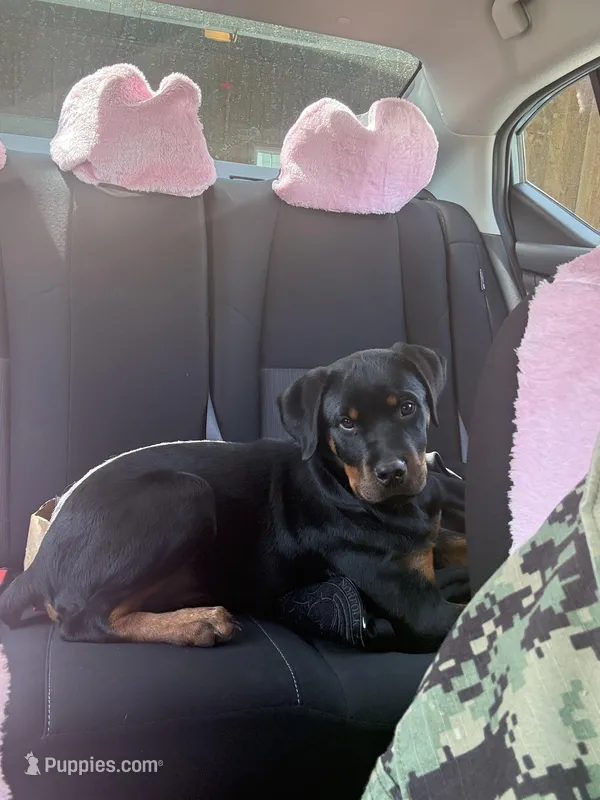 Peter (Petey) – Rottweiler puppy for sale in Norfolk, VA