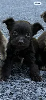 Chipper , a male Yorkshire Terrier for sale in Pownal, VT – 4 of 4
