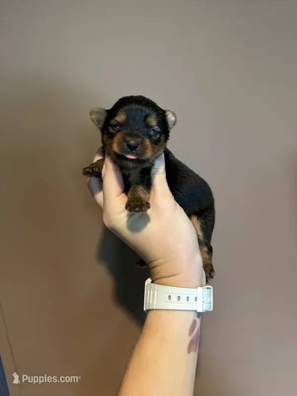 Traditional girl  – Yorkshire Terrier puppy for sale in Pownal, VT