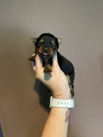Traditional girl , a female Yorkshire Terrier for sale in Pownal, VT – 1 of 3