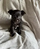 Chipper , a male Yorkshire Terrier for sale in Pownal, VT – 2 of 4