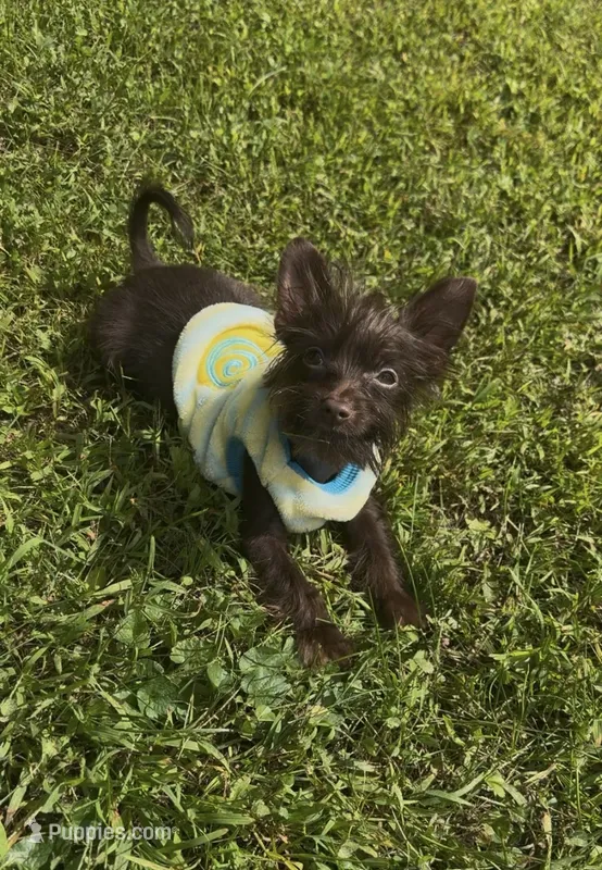 Chipper  – Yorkshire Terrier puppy for sale in Pownal, VT