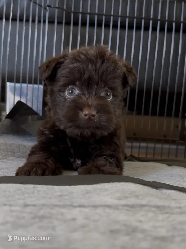 Smokey’s dark chocolate boy  – Yorkshire Terrier puppy for sale in Pownal, VT