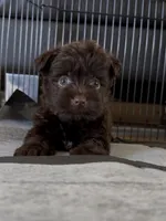 Smokey’s dark chocolate boy , a male Yorkshire Terrier for sale in Pownal, VT – 1 of 3