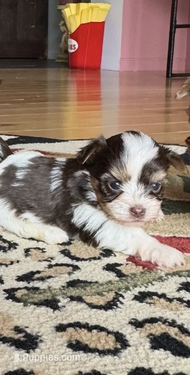 Mary’s chocolate parti girl  – Yorkshire Terrier puppy for sale in Pownal, VT