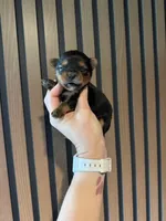 Traditional girl , a female Yorkshire Terrier for sale in Pownal, VT – 3 of 3