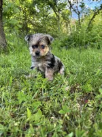 Tootsies blue Merle girl , a female Yorkshire Terrier for sale in Pownal, VT – 3 of 4