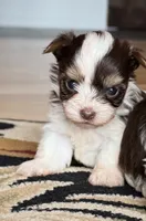 Mary’s chocolate parti girl , a female Yorkshire Terrier for sale in Pownal, VT – 2 of 4