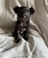 Chipper , a male Yorkshire Terrier for sale in Pownal, VT – 3 of 4