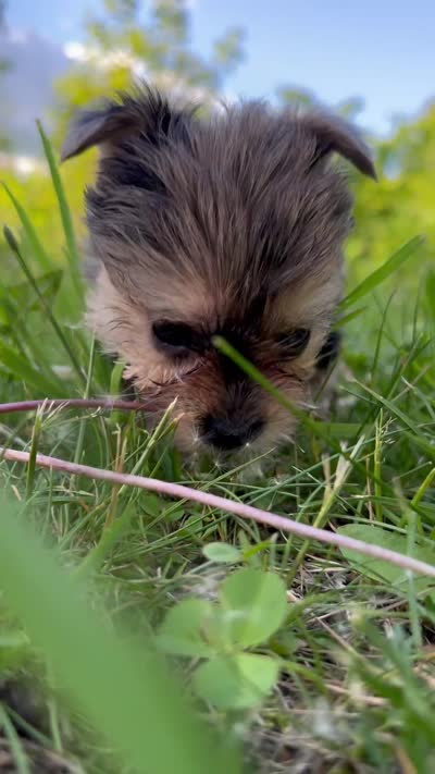 Tootsies blue Merle girl , a female Yorkshire Terrier for sale in Pownal, VT – 4 of 4