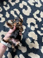 Traditional girl , a female Yorkshire Terrier for sale in Pownal, VT – 2 of 3