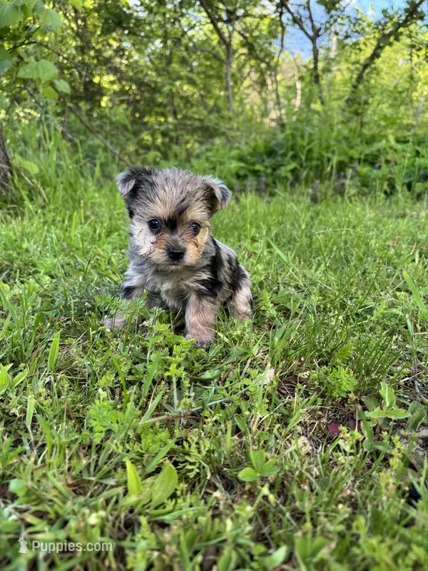 Tootsies blue Merle girl  – Yorkshire Terrier puppy for sale in Pownal, VT