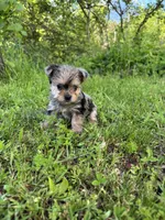 Tootsies blue Merle girl , a female Yorkshire Terrier for sale in Pownal, VT – 1 of 4