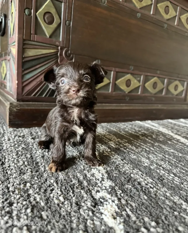 Chipper  – Yorkshire Terrier puppy for sale in Pownal, VT