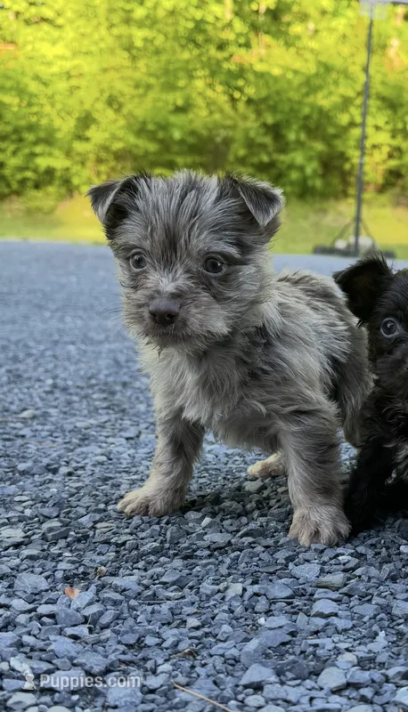 Fossil  – Yorkshire Terrier puppy for sale in Pownal, VT
