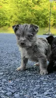 Fossil , a male Yorkshire Terrier for sale in Pownal, VT – 1 of 1