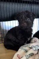 Smokey’s dark chocolate boy , a male Yorkshire Terrier for sale in Pownal, VT – 3 of 3