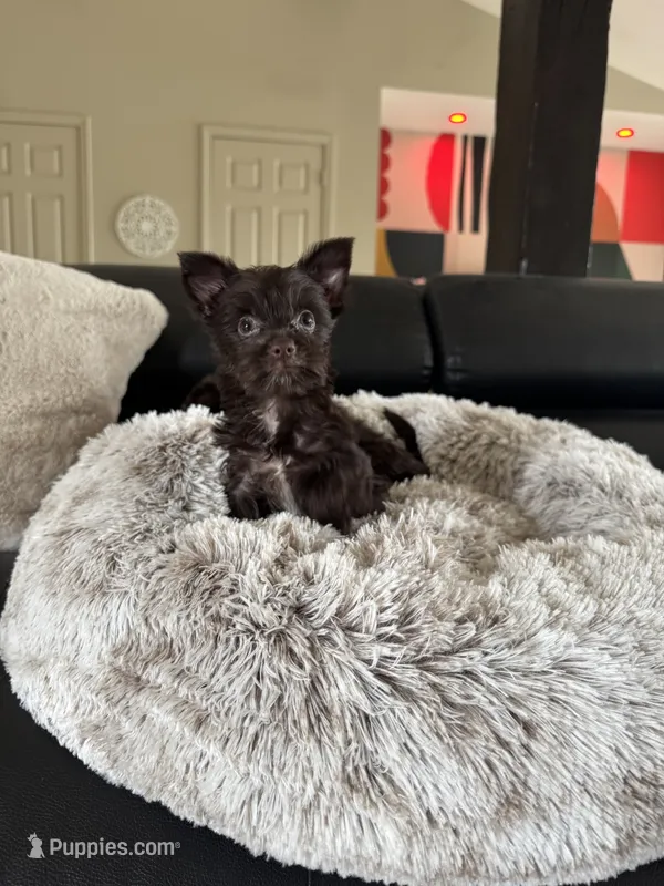 Chipper  – Yorkshire Terrier puppy for sale in Pownal, VT