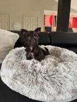 Chipper , a male Yorkshire Terrier for sale in Pownal, VT – 1 of 5