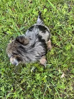 Tootsies blue Merle girl , a female Yorkshire Terrier for sale in Pownal, VT – 2 of 4