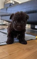 Smokey’s dark chocolate boy , a male Yorkshire Terrier for sale in Pownal, VT – 2 of 3