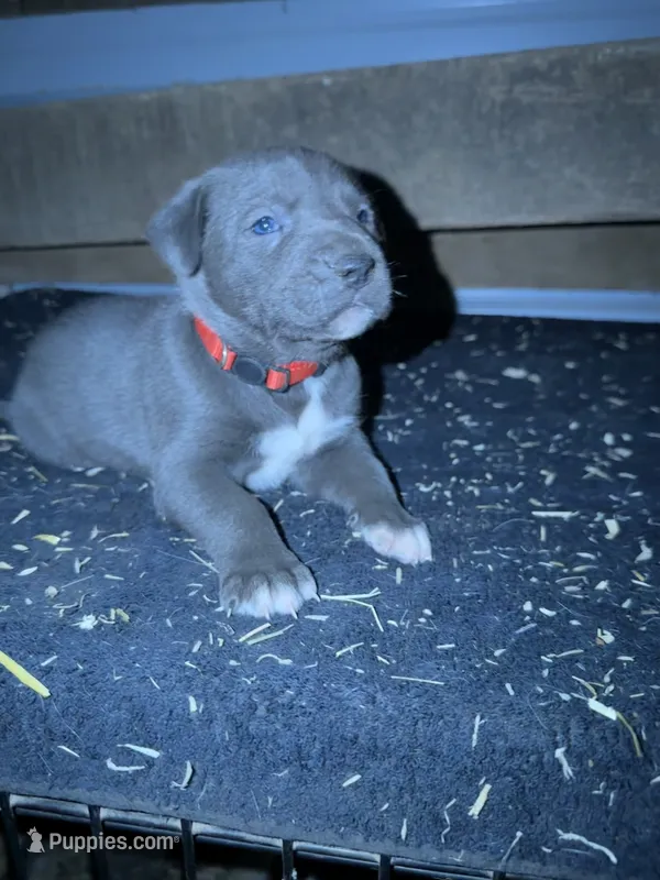 Red Collar Puppy – German Shepherd Dog, Cane Corso puppy for sale in Kansas City, MO