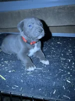Red Collar Puppy, a male German Shepherd Dog and Cane Corso for sale in Kansas City, MO – 1 of 2