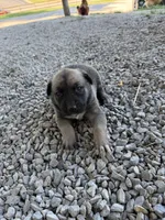 Pink Collar Girl, a male German Shepherd Dog and Cane Corso for sale in Kansas City, MO – 2 of 2