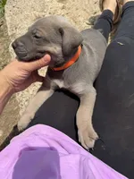 Orange Collar Boy, a male German Shepherd Dog and Cane Corso for sale in Kansas City, MO – 2 of 2