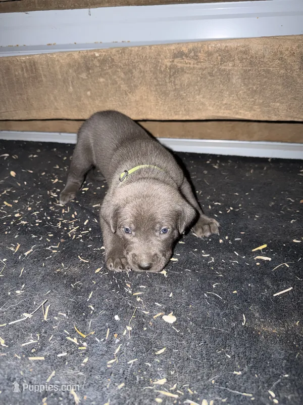 Green Collar Puppy – German Shepherd Dog, Cane Corso puppy for sale in Kansas City, MO