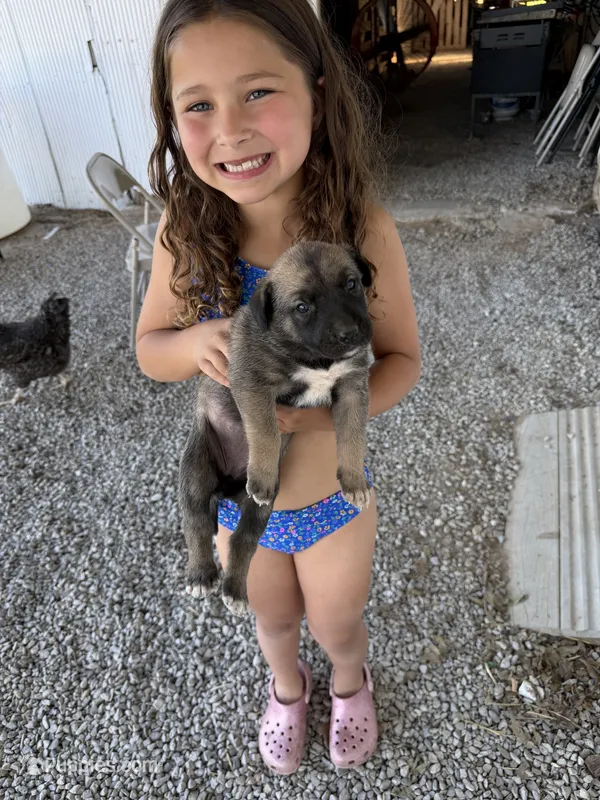 Pink Collar Girl – German Shepherd Dog, Cane Corso puppy for sale in Kansas City, MO