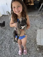 Pink Collar Girl, a male German Shepherd Dog and Cane Corso for sale in Kansas City, MO – 1 of 2