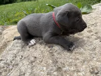 Red Collar Puppy, a male German Shepherd Dog and Cane Corso for sale in Kansas City, MO – 2 of 2